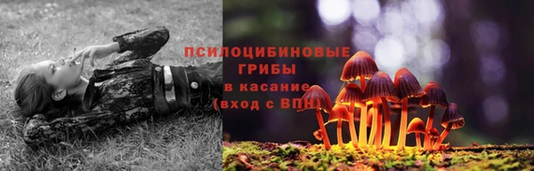 шишки Магас